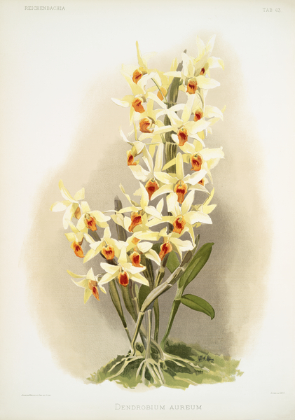 Dendrobium aureum from Reichenbachia Orchids 1888-1894 illustrated by Frederick Sander 1847-1920.  Print