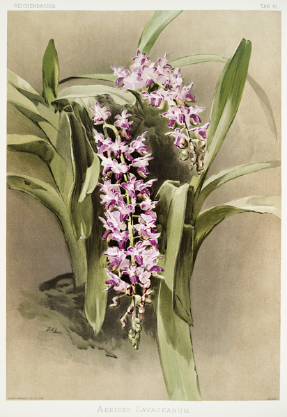Aërides savageanum from Reichenbachia Orchids 1888-1894 illustrated by Frederick Sander 1847-1920.  Print