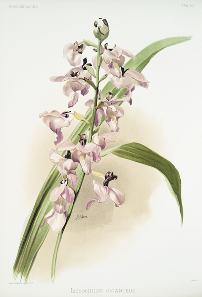 Lissochilus giganteus from Reichenbachia Orchids 1888-1894 illustrated by Frederick Sander 1847-1920.  Print