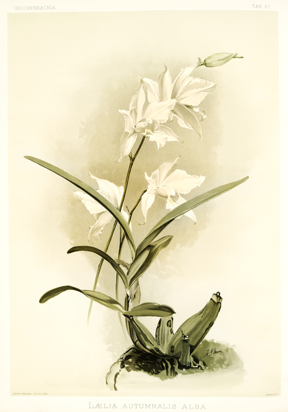 Lælia autumnalis alba from Reichenbachia Orchids 1888-1894 illustrated by Frederick Sander 1847-1920.  Print