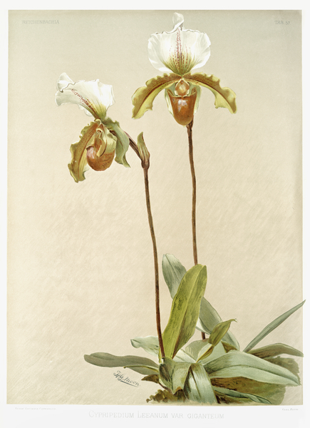 Cypripedium leeanum var giganteum from Reichenbachia Orchids 1888-1894 illustrated by Frederick Sander 1847-1920.  Print