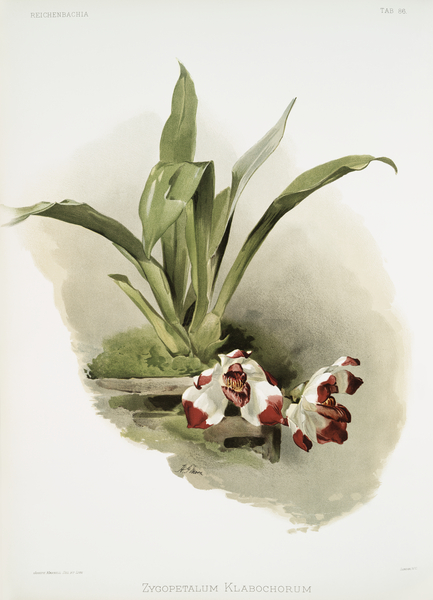 Zygopetalum klabochorum from Reichenbachia Orchids 1888-1894 illustrated by Frederick Sander 1847-1920.  Print