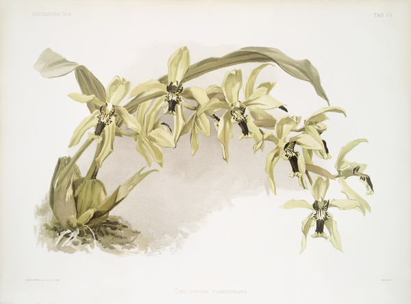 Coelogyne pandurata from Reichenbachia Orchids 1888-1894 illustrated by Frederick Sander 1847-1920.  Print