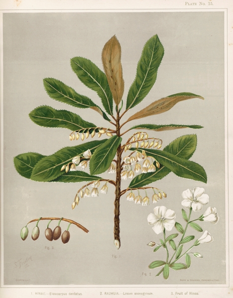 Sarah Featon 009 Print