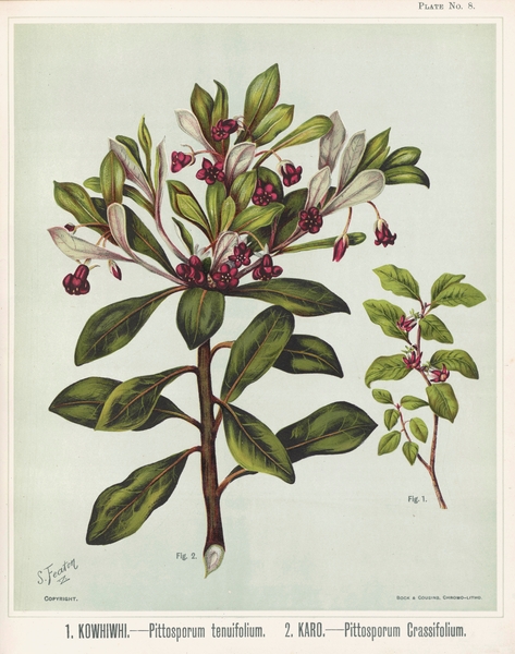 Sarah Ann Featon Botanical