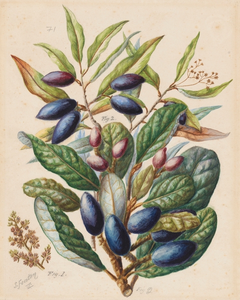 Sarah Featon 014 Print