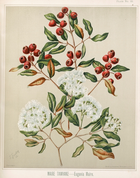 Sarah Featon 024 Print