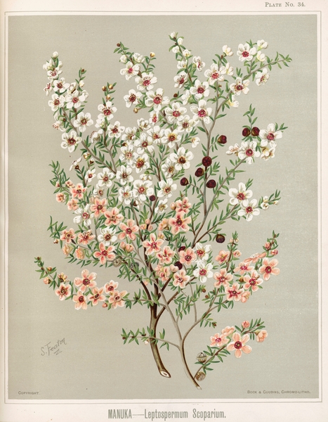 Sarah Featon 026 Print