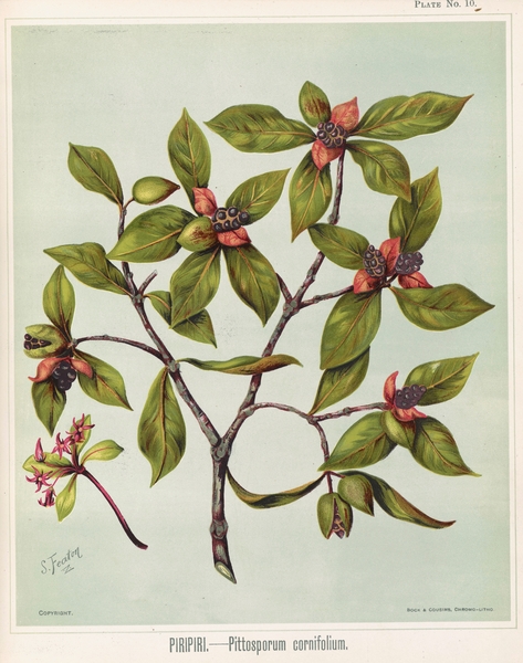 Sarah Featon 027 Print