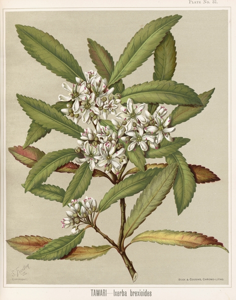 Sarah Featon 031 Print