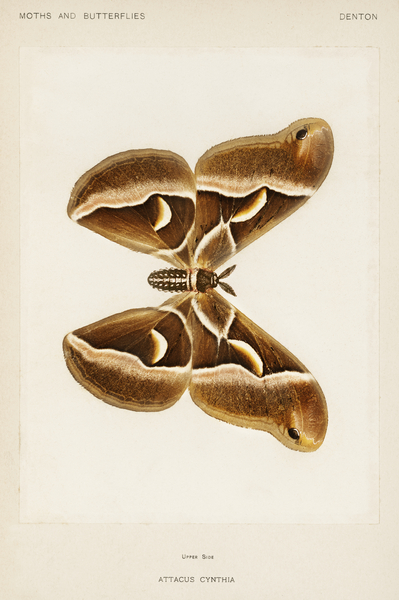 Ailanthus Silkmoth Attacus Cynthia from Moths and Butterflies of the United States 1900 by Sherman F. Denton 1856-1937.  Print