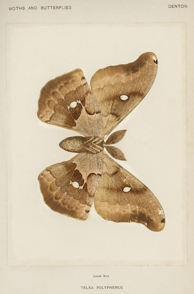 Polyphemus Moth Telea Polyphemus from Moths and Butterflies of the United States 1900 by Sherman F. Denton 1856-1937.  Print