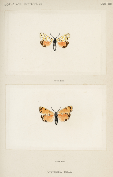 Bella Moth Utetheisia Bella from Moths and butterflies of the United States 1900 by Sherman F. Denton 1856-1937.  Print