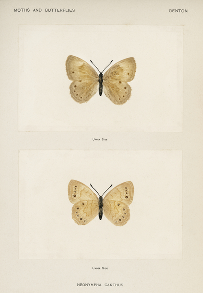 Eyed Brown Butterfly Neonympha Canthus from Moths and Butterflies of the United States 1900 by Sherman F. Denton 1856-1937.  Print