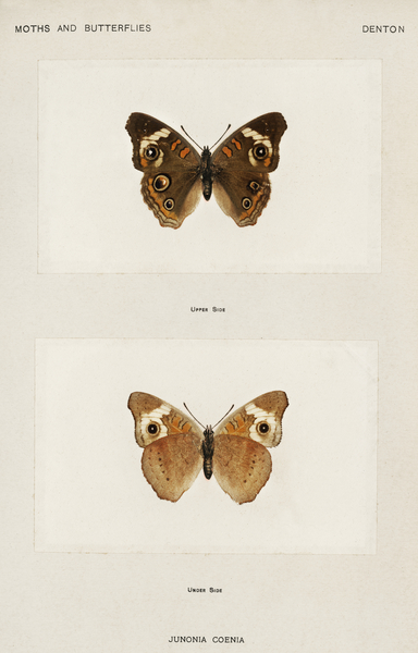 Buckeye Junonia Coenia from Moths and butterflies of the United States 1900 by Sherman F. Denton 1856-1937.  Print