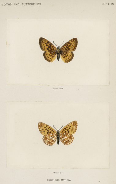 Silver-bordered Fritillary Argynnis Myrina from Moths and butterflies of the United States 1900 by Sherman F. Denton 1856-1937.  Print