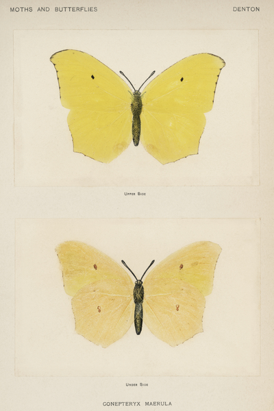 Angled Sulphur Gonepteryx Maerula from Moths and butterflies of the United States 1900 by Sherman F. Denton 1856-1937.  Print