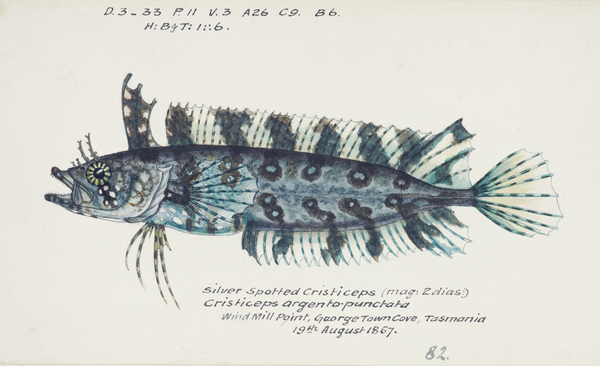 Antique fish possibly cristiceps sp weedfish South Pacific Fishes by Frank Edward Clarke 1849-1899.  Print