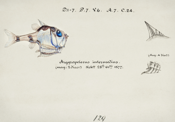 Antique drawing watercolor common hatchetfish marine life. South Pacific Fishes by Frank Edward Clarke 1849-1899. Print