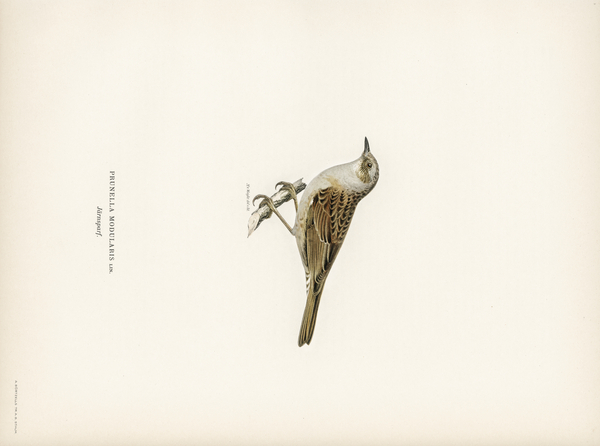 Prunella modularis Print