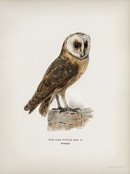 Tyto alba guttata owl Print