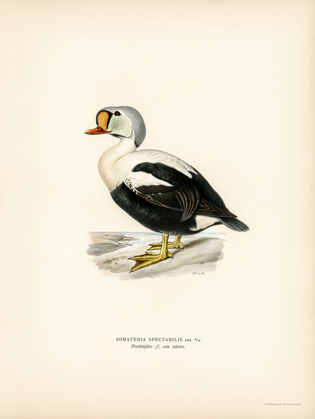 Somateria spectabilis Print