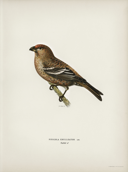 Pine Grosbeak male Pinicola enucleator Print