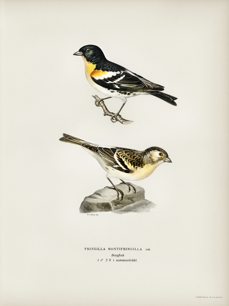 Eurasian skylark Alauda arvensis Print