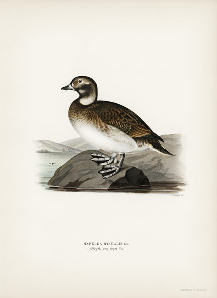 Long-tailed Duck Harelda hyemalis Print