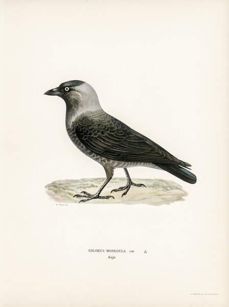 Coloeus monedula Print