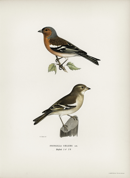 Chaffinch male Fringilla coelebs Print