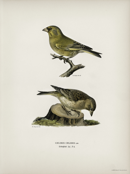 Chloris Chloris Print