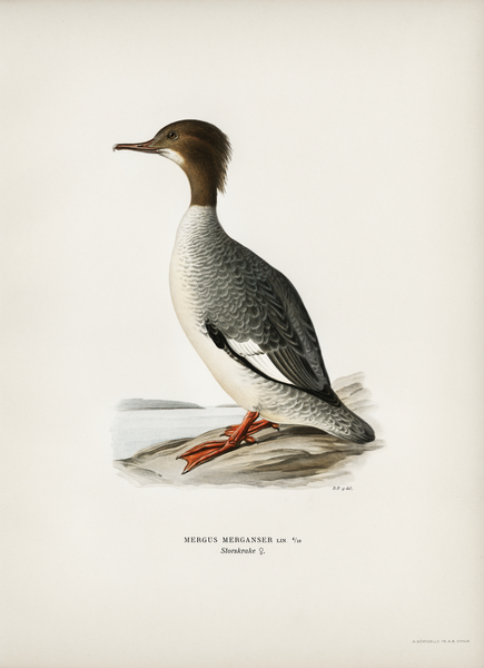 Mergus merganser Print