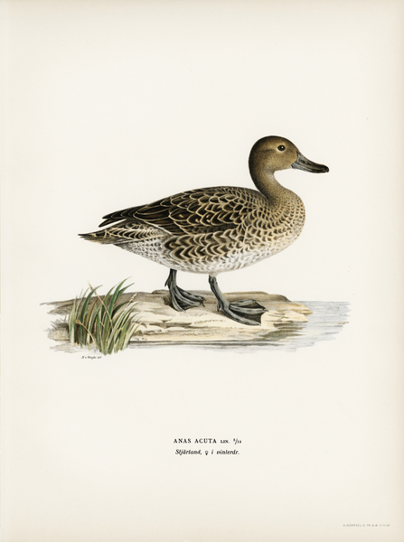 Pintail Anas acuta Print