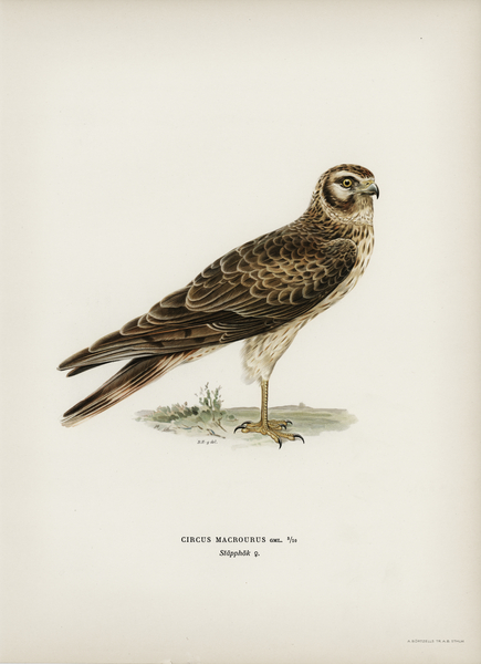 Pale Harrier Pallid Harrier female Circus macrourus Print