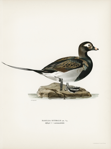 Long-tailed Duck male Harelda hyemalis Print