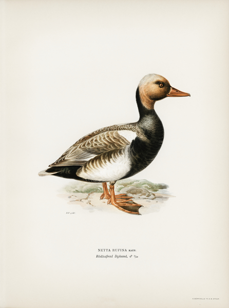 Red-crested Pochard Netta rufina Print