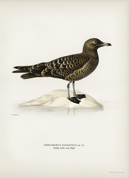 Parasitic jaeger Stercorarius parasiticus Print