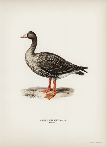 Anser erythropus ♂ Print