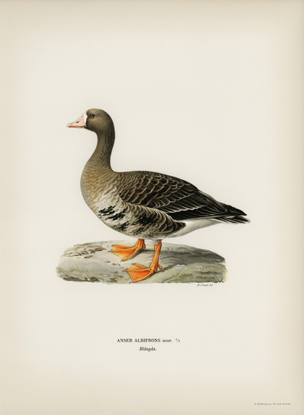 Greater White-fronted Goose Anser albifrons Print