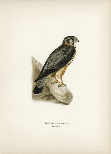 Merlin male Falco aesalon Print