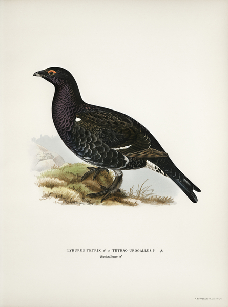 Hybrid between black grouse and western capercaillie Lyrurus tetrix ♂ x Tetrao urogallus ♀ Print
