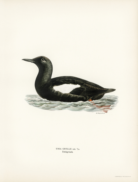 Black guillemot Uria Grylle Print