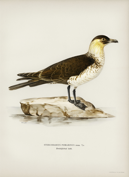 Pomarine jaeger Stercorarius pomarinus Print
