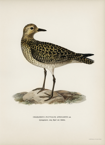European Golden-Plover charadrius pluvialis apricarius Print