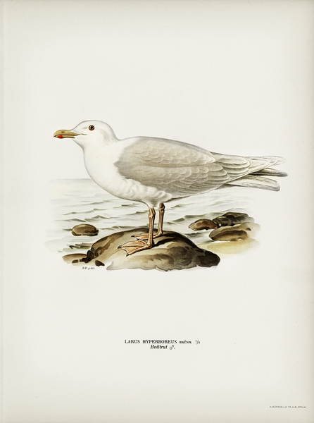 Glaucous gull ♂ Larus hyperboreus Print
