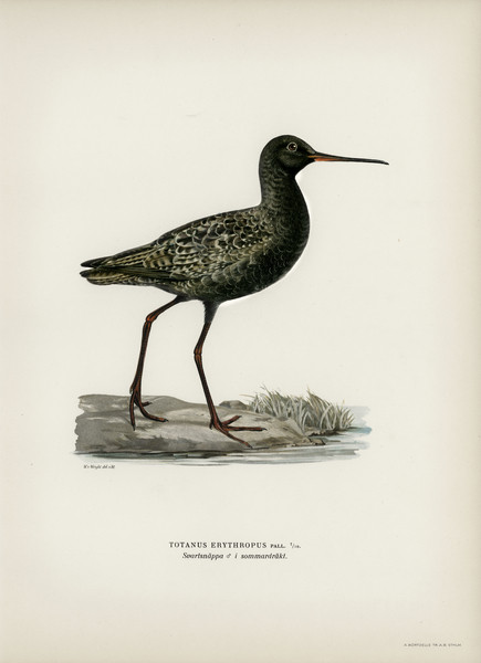 Spotted redshank Totanus erythropus Print