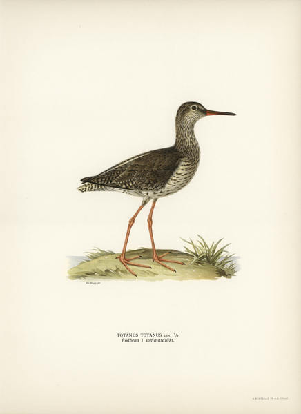 Common redshank Totanus totanus Print