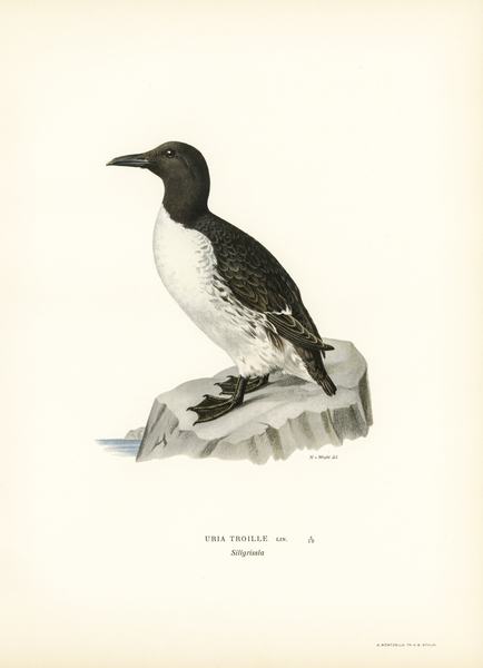 Uria troille Print