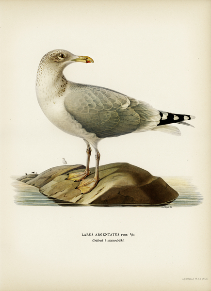 European herring gull Larus argentatus Print